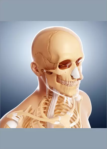 Human skeleton, artwork F007  /  3447