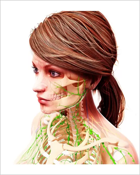 Female lymphatic system, artwork F007  /  3568