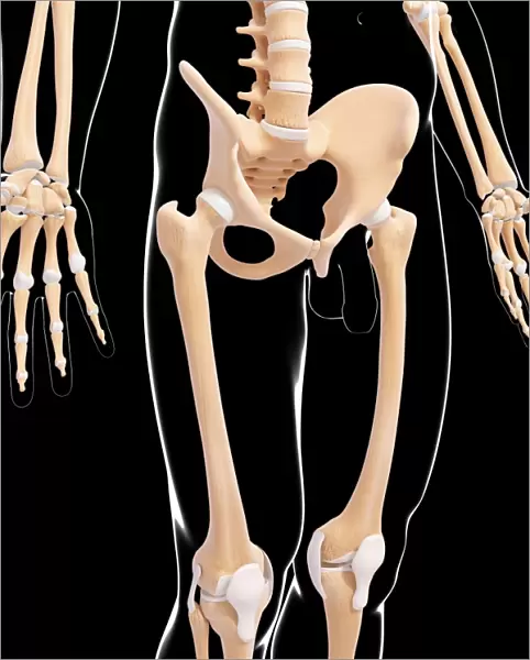 Human skeleton, artwork F007  /  3608