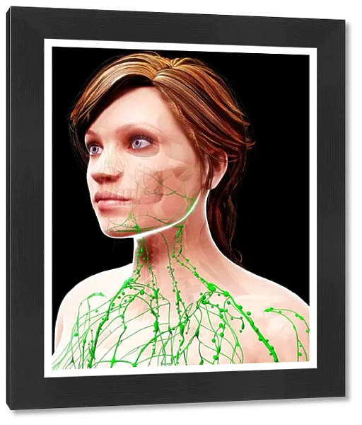 Female lymphatic system, artwork F007  /  4285