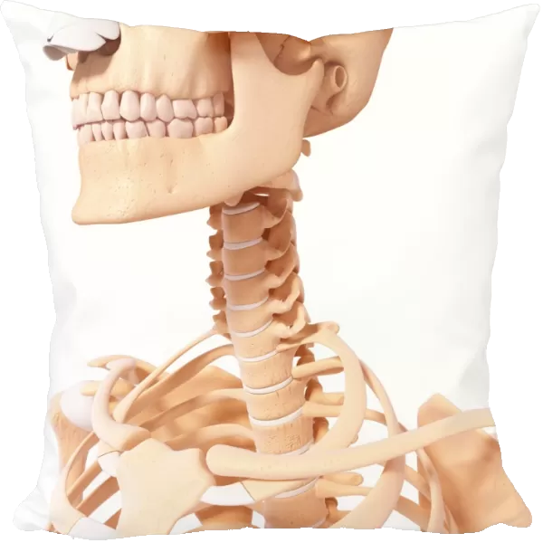 Human skeleton, artwork F007  /  3722