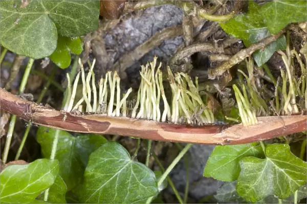 Aerial roots of Hydrangea petiolaris C017  /  7025