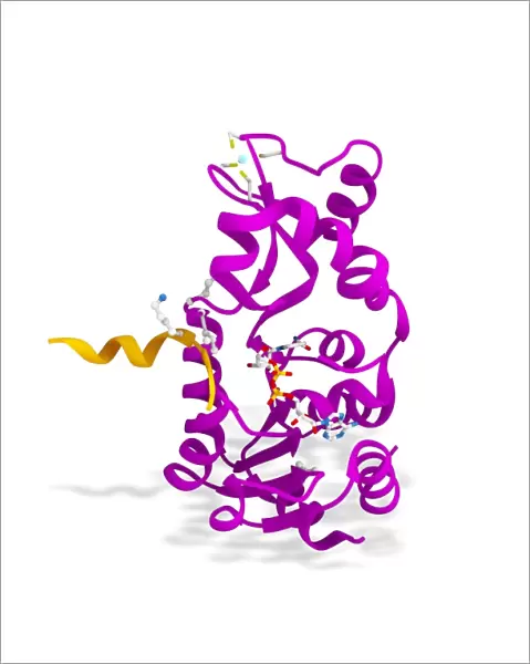 Sirtuin enzyme and p53, artwork C017  /  3659