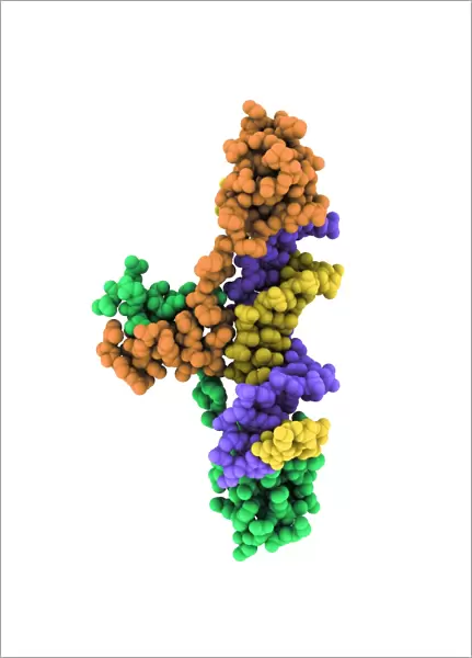 GAL4p activator protein C017  /  7008