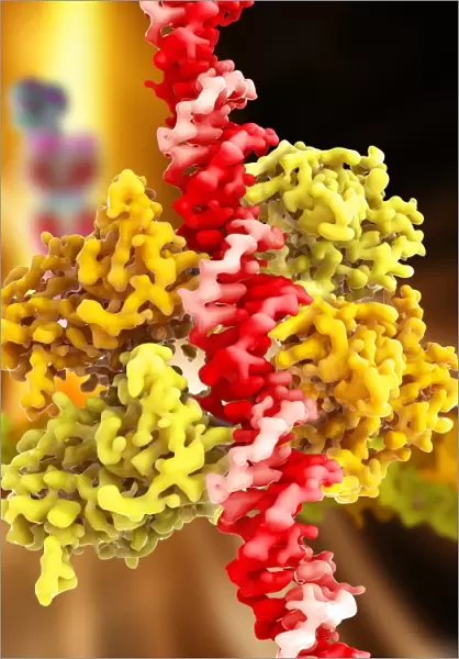 Tumour suppressor protein and DNA C017  /  3647