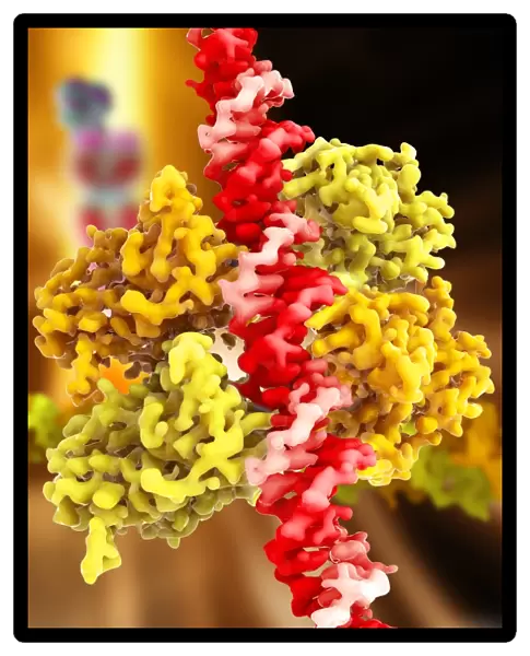 Tumour suppressor protein and DNA C017  /  3647