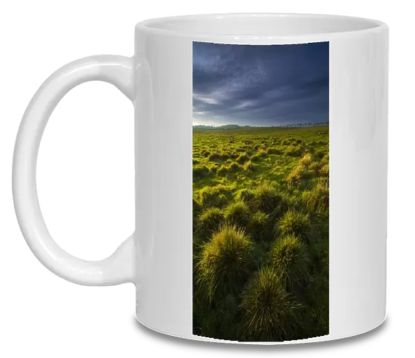 England, Tyne & Wear, Newcastle Upon Tyne. Tussock on the Town Moor, a large area of common land located within the city of Newcastle