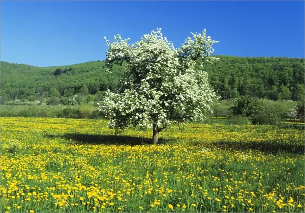 Blooming fruit tree on a flower meadow, Neidlinger Tal Valley, Swabian Alb, Baden Wurttemberg, Germany, Europe
