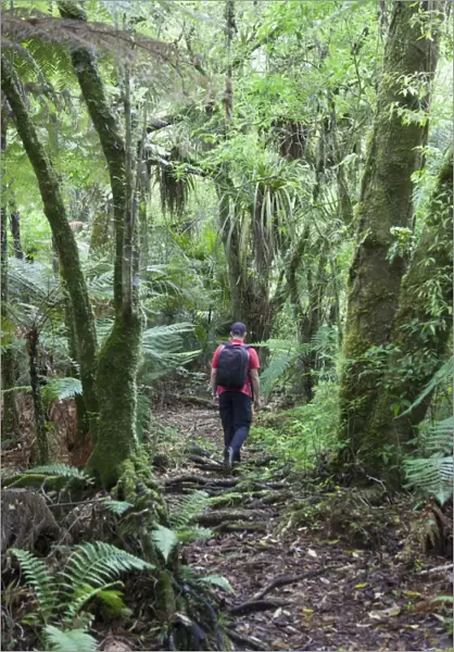 Man hiking through forest on Kauaeranga Kauri Trail, Thames, Coromandel Peninsula, Waikato, North Island, New Zealand, Pacific