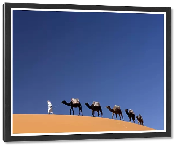 Berber man leading a train of camels over the orange sand dunes of the Erg Chebbi sand sea, Sahara Desert near Merzouga, Morocco, North Africa, Africa