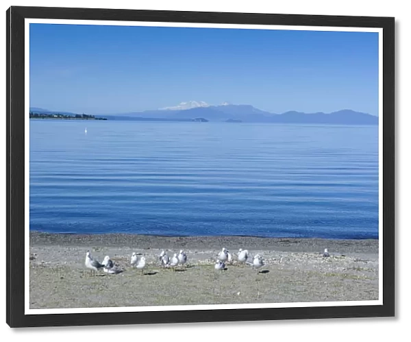 The blue waters of Lake Taupo with the Tongariro National Park in the background, North Island, New Zealand, Pacific