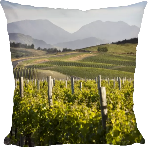 Vineyards, Renwick, near Blenheim, Marlborough region, South Island, New Zealand, Pacific