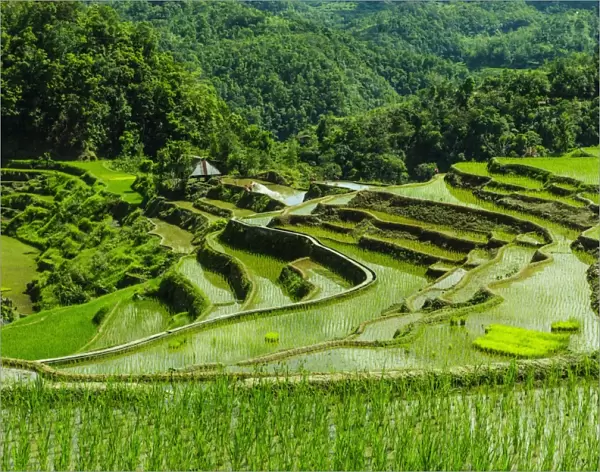 The rice terraces of Banaue, UNESCO World Heritage Site, Northern Luzon, Philippines, Southeast Asia, Asia