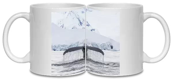 Humpback whale (Megaptera novaeangliae), flukes-up dive in the Enterprise Islands, Antarctica, Polar Regions