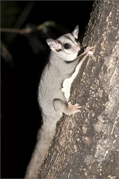Sugar glider (Petaurus breviceps), has a potagium or thin membrane from wrist to ankle allowing it to glide for short distances, Queensland, Australia, Pacific