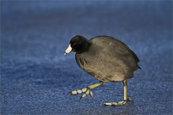 American coot (Fulica americana) walking on ice, Bosque del Apache National Wildlife Refuge