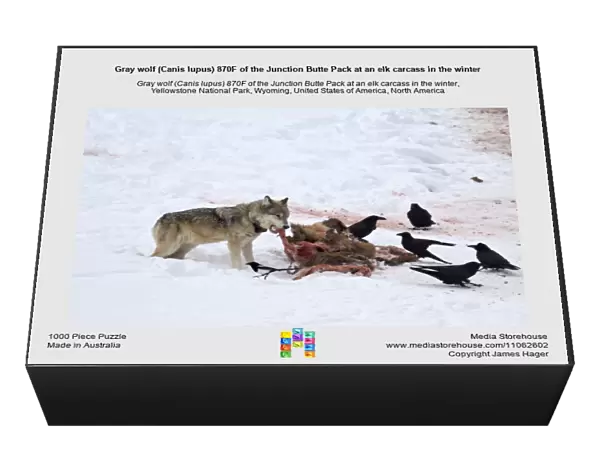 Gray wolf (Canis lupus) 870F of the Junction Butte Pack at an elk carcass in the winter