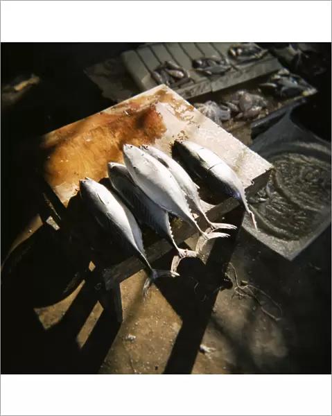 Kingfish laid on cutting block, fish market, Stone Town, Zanzibar, Tanzania