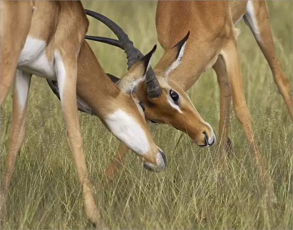 Two male impala (Aepyceros melampus) fighting, Serengeti National Park