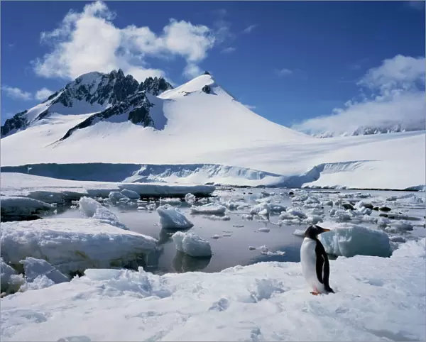 Single gentoo penguin on ice in a snowy landscape with a mountain in the background