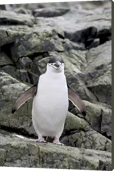 Chinstrap penguin (Pygoscelis antarctica), Ronge Island, Antarctic Peninsula