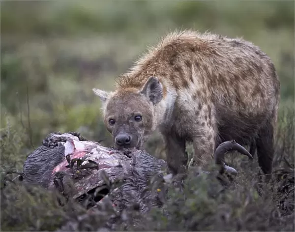 Spotted hyena (Crocuta crocuta) at a blue wildebeest carcass, Ngorongoro Conservation Area