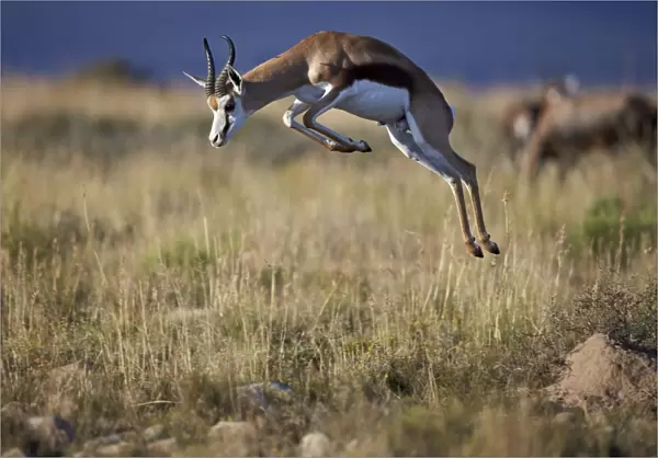 Springbok (Antidorcas marsupialis) buck springing or jumping, Mountain Zebra National Park