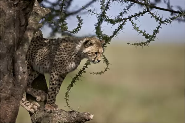 Cheetah (Acinonyx jubatus) cub in an acacia tree, Ngorongoro Conservation Area, UNESCO