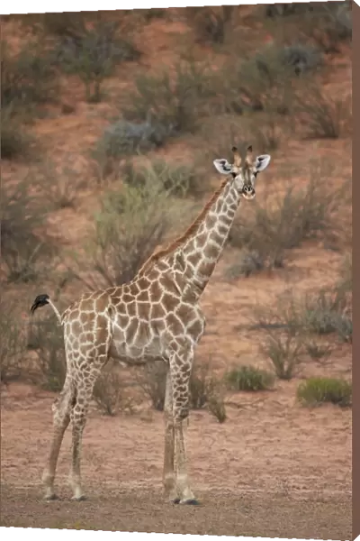 Cape giraffe (Giraffa camelopardalis giraffa), Kgalagadi Transfrontier Park encompassing