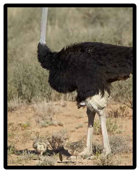 Common ostrich (Struthio camelus) male with two chicks, Kgalagadi Transfrontier Park