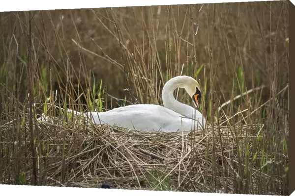 Swan (Cygnus), Gloucestershire, England, United Kingdom, Europe