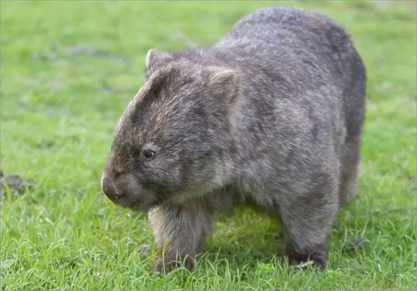 Wombat (Vombatus ursinus), Wilsons Promontory National Park, Victoria, Australia, Pacific