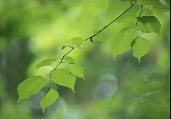 Backlit beech leaves