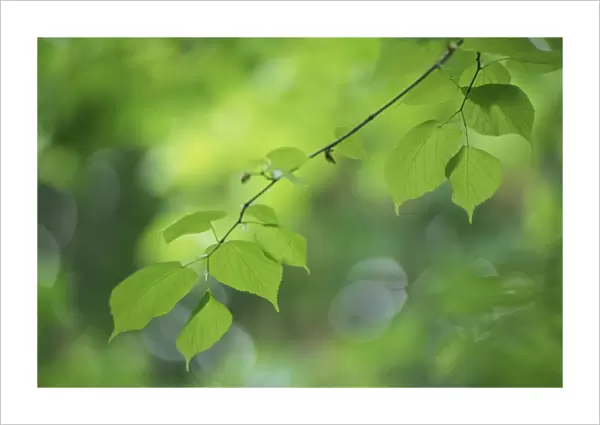 Backlit beech leaves