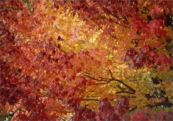 Maple trees fall foliage, Canada, North America