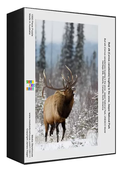 Bull elk (Cervus canadensis) bugling in the snow, Jasper National Park