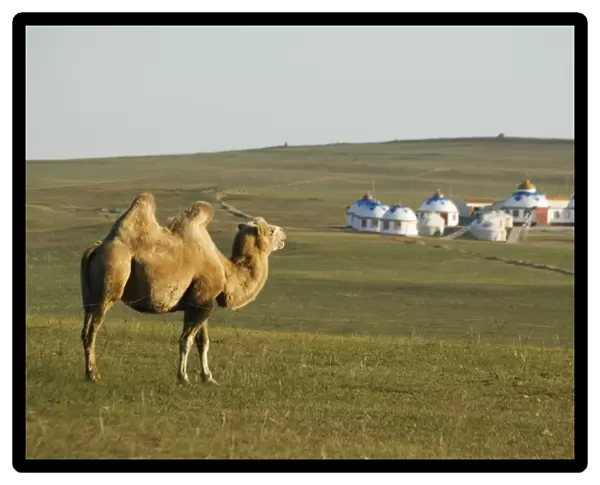 A camel with nomad yurt tents in the distance, Xilamuren grasslands, Inner Mongolia province