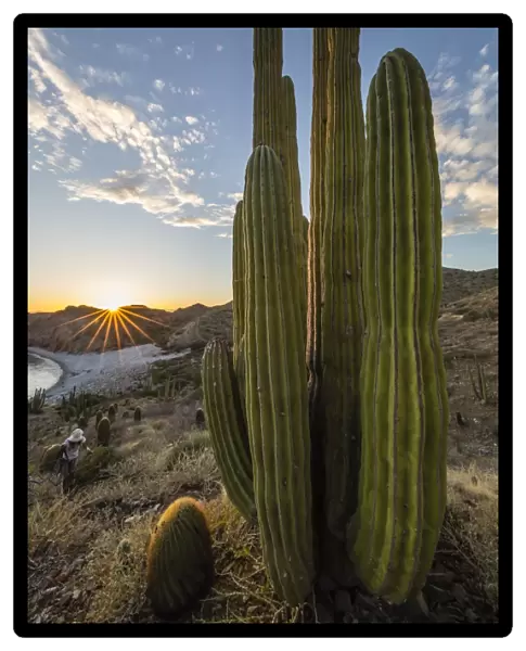 A Mexican giant cardon cactus (Pachycereus pringlei) at sunset on Isla Santa Catalina