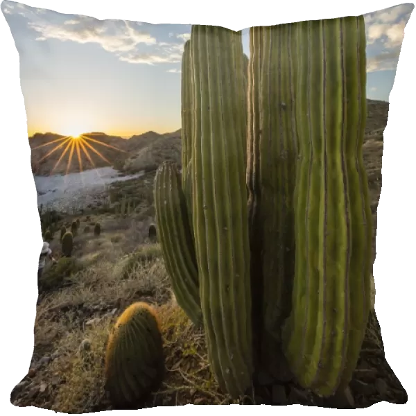 A Mexican giant cardon cactus (Pachycereus pringlei) at sunset on Isla Santa Catalina