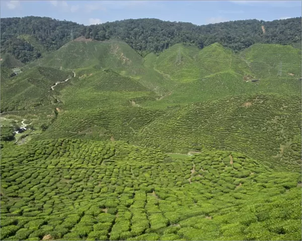 Tea plantation in the Cameron Highlands, Malaysia, Southeast Asia, Asia