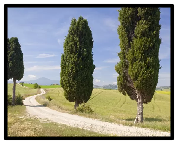 Tuscan landscape with cypress trees, near Pienza, Val d Orcia (Orcia Valley), UNESCO