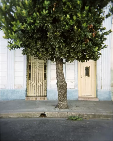 Tree and architectural detail, Cienfuegos, Cuba, West Indies, Central America