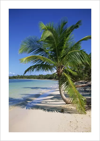 Palm tree on tropical Bavaro Beach, Dominican Republic, West Indies, Caribbean