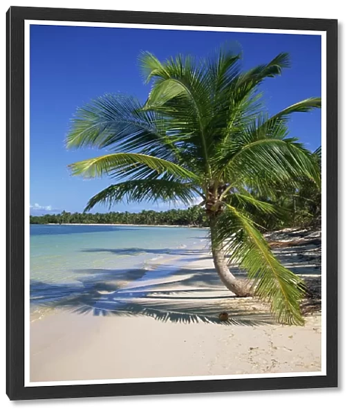 Palm tree on tropical Bavaro Beach, Dominican Republic, West Indies, Caribbean