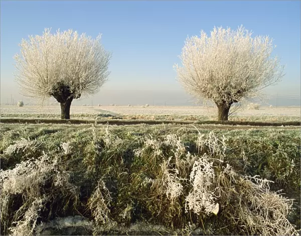Frost covered trees and landscape, Whittlesy, near Peterborough, Cambridgeshire