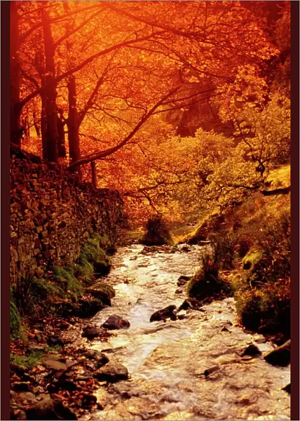 Fall foliage and running stream, Grindsbrook Edale, Peak District, Derbyshire