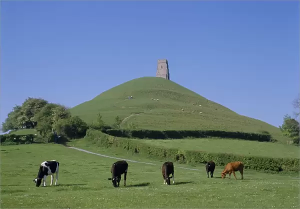 Cattle grazing in front of Glastonbury Tor, Glastonbury, Somerset, England, UK, Europe