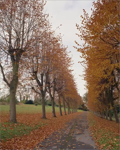 Straight, empty tree lined road in autumn, near Mickleham, Surrey, England