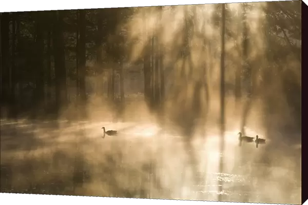 Geese on misty lake at dawn, Crosswater, Surrey, England, United Kingdom, Europe