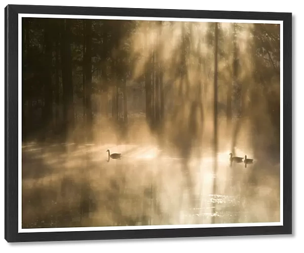 Geese on misty lake at dawn, Crosswater, Surrey, England, United Kingdom, Europe